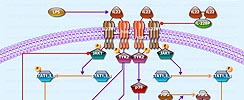 IL22 Pathway